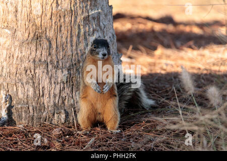 Eastern Fox Eichhörnchen Sciurus niger Stockfoto