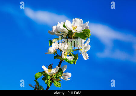 Zweig der blühenden Apfelbaum Stockfoto