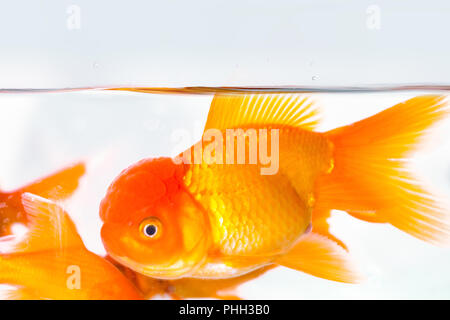 Goldfisch closeup im Aquarium Stockfoto