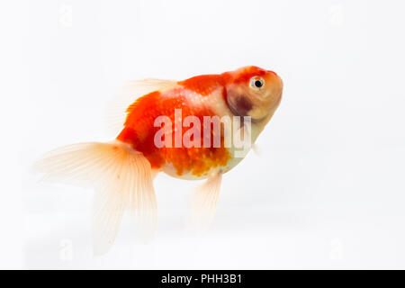 Schöne Goldfisch isoliert Stockfoto