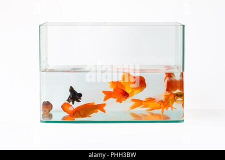 Goldfisch im Glas Fish Tank isoliert Stockfoto