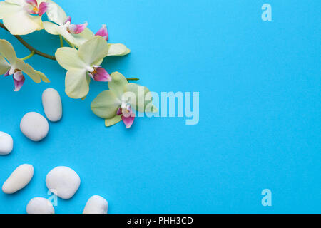 Orchidee Blumen mit Wellness Steine auf blauem Hintergrund Stockfoto