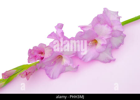 Romantische schöne gladiolus Blume des sanften lila Farbe, auf einem Weiß-flieder geometrischen Hintergrund mit Platz für Text - Floral Design Stockfoto