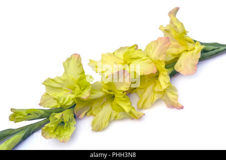 Romantische schöne gladiolus Blume der Farbe Gelb mit Rosa rand gewellten Blütenblättern, auf einen weißen Hintergrund mit Platz für Text isoliert-Flor Stockfoto