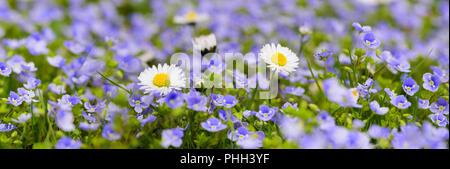 Panoramablick auf die Wiese mit vielen Blumen im Frühling Stockfoto