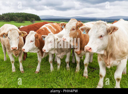 Kühe auf einer Alm Stockfoto