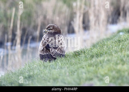 Mäusebussard sitzt an einem Graben in einer Wiese Stockfoto