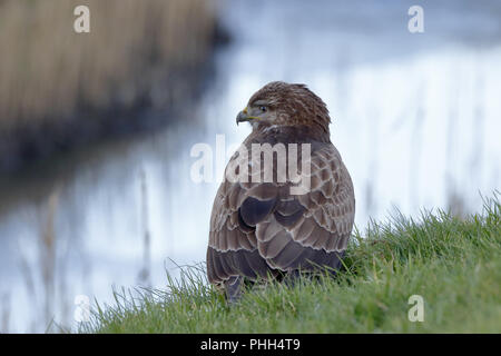 Mäusebussard sitzt an einem Graben in einer Wiese Stockfoto