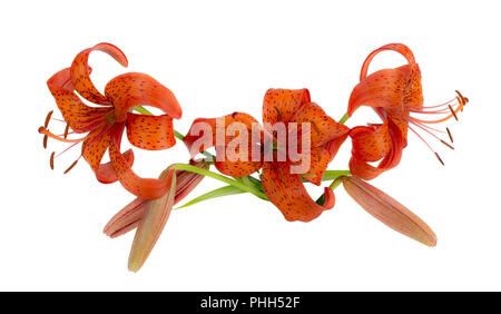 Blüte im Sommer Garten von Orange schöne Lilien Stockfoto