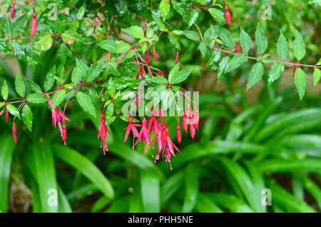 Rote Blumen Fuchsie auf dünnen Ästen. Stockfoto