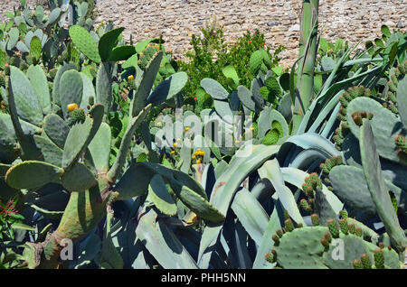 Ein großer Kaktus blüht im gelben Blumen Stockfoto