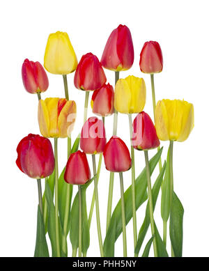 Tulpen Blumen blühen auf die Feder kann Bett. Stockfoto