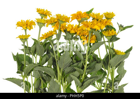 Bush im Juli Sonnenblumen wachsen auf Bett isoliert. Stockfoto