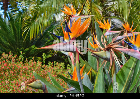 Exotische tropische Blumen sind wie eine Herde Paradies Vögel Stockfoto