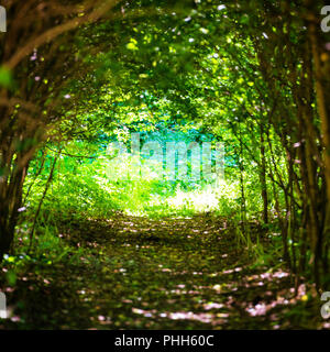 Magischen Wald mit Pfad zum Licht Stockfoto