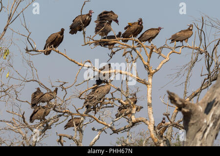 Geier auf einem Baum Südafrika Stockfoto