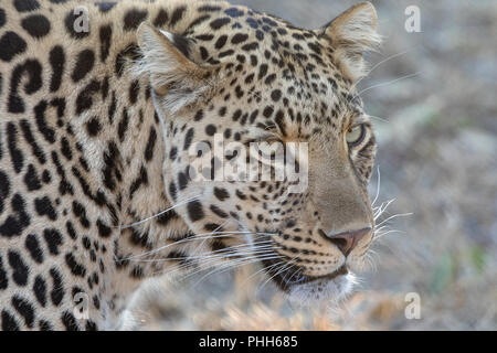 Porträt eines Leopard Kruger National Park Stockfoto