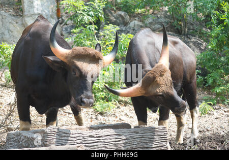 Zwei thailändischen Stiere Stockfoto