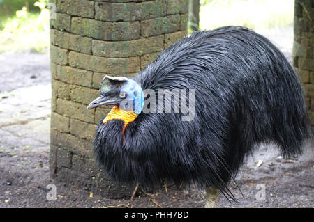 Southern cassowary, Casuarius casuarius, auch bekannt als double-Gelbstirn-blatthühnchen cassowary, Australian Big Wald Vogel, Detail verborgen Portrait von dunklen Tropic f Stockfoto