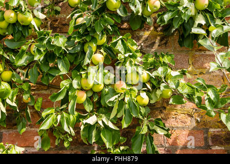 Espaliered apple tree mit Reifung rosa und grünen Äpfeln ausgebildete gegen alte Ziegel Garten Wand zu wachsen. Stockfoto