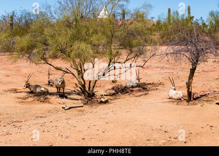 Arabische Oryx im Zoo von Phoenix Stockfoto