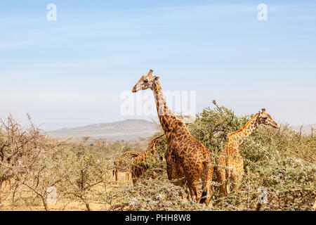 Herde Giraffen in der Savanne Landschaft mit Bäumen Stockfoto