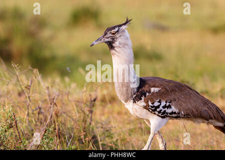 Kori bustard Vogel auf die Savanne Stockfoto