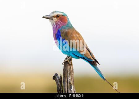 Bunte Gefieder einer Lilac-breasted Roller Stockfoto