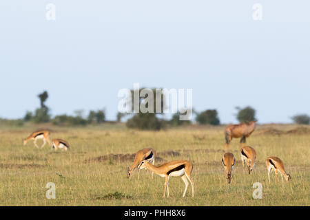 Herde mit Thomson's Gazellen auf dem Afrikanischen Savannenlandschaft Stockfoto