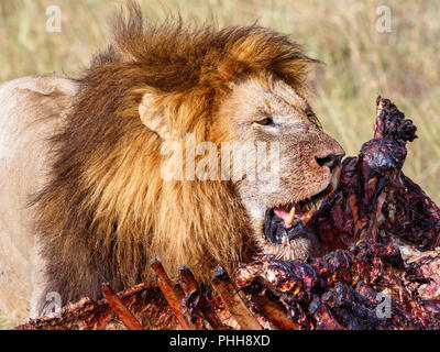 Männliche Löwe an seinem Töten in der Savanne Stockfoto