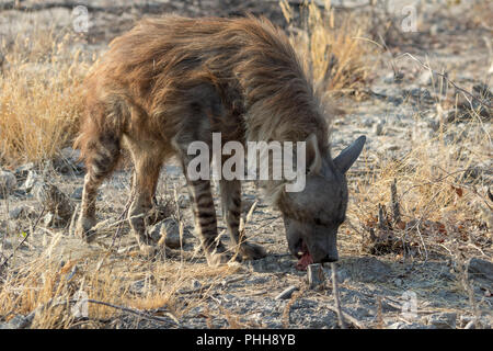 Eine braune Hyäne im Etosha Nationalpark Stockfoto