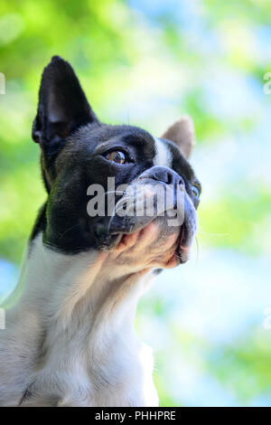 Boston Terrier Hund auf unscharfen Sommer Hintergrund Stockfoto