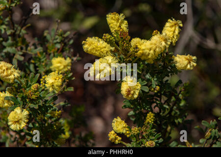 Acacia drummondii, Drummonds Wattle Stockfoto