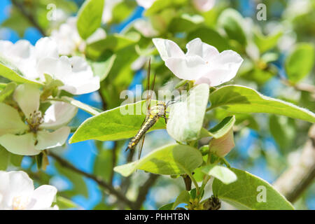 Blossom Quitte Baum mit weißen Blüten Stockfoto