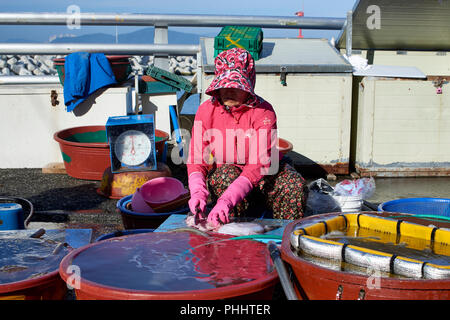 Frau Reinigung Fisch für Bargeld Käufer auf dem Kai des kleinen Fischerhafen von Haeundae Beach, Busan, in den frühen Morgenstunden. Stockfoto