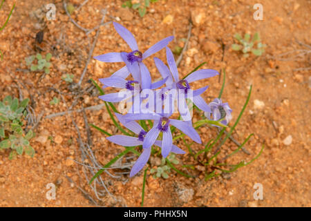 Cyanicula deformis, Blau Bart Orchid Stockfoto