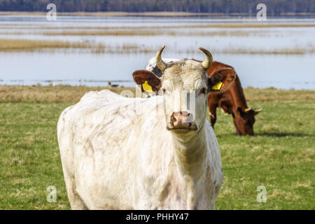 Milchprodukte Kuh auf einer Wiese an einem See Stockfoto