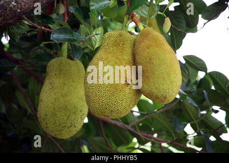 Jackfruit Baum (artocarpus Heterophyllus) - Früchte am Baum Stockfoto