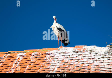 Weißstorch auf dem Hausdach in Morgen, Naturpark Lonjsko Polje, Kroatien Stockfoto