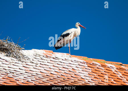 Weißstorch auf dem Hausdach in Morgen, Naturpark Lonjsko Polje, Kroatien Stockfoto