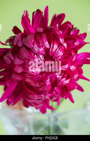 Nahaufnahme der Blüte Aster Stockfoto