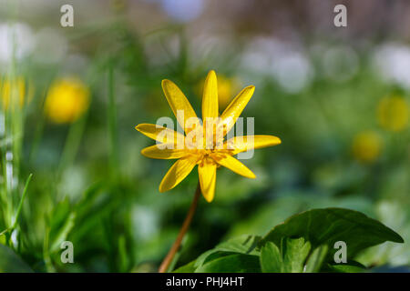 Der frühe Frühling Blumen ein Scharbockskraut Stockfoto