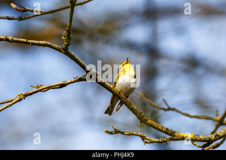 Wood Warbler singen im Frühling von einem Zweig der Baumstruktur Stockfoto