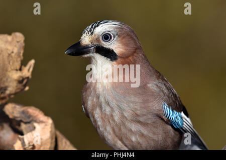 Eichelhäher garrulus; eurasischen Jay; Stockfoto