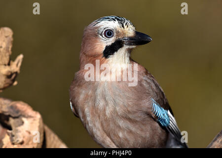 Jay; eurasischen Jay; garrulus; Stockfoto