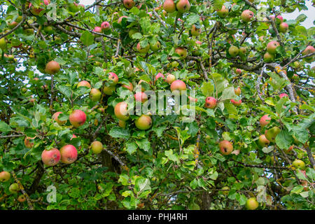 Rote Äpfel wachsen auf Bäumen Stockfoto