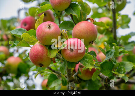 Rote Äpfel wachsen auf Bäumen Stockfoto