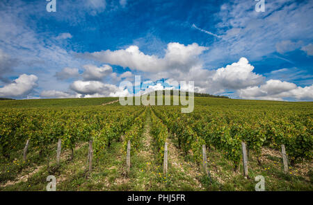 Der Grand Cru die Weinberge von Chablis, Burgund, Frankreich Stockfoto