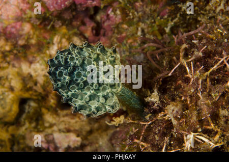 Clavelina robusta, Clavelinidae, Anilao, Philippinen, Philippine Sea, Pazifischer Ozean, Asien Stockfoto