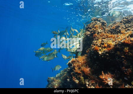 Mittelmeer Unterwasser Fisch Shoal und Felsen unterhalb der Wasseroberfläche (Sarpa salpa), Korsika, Frankreich Stockfoto